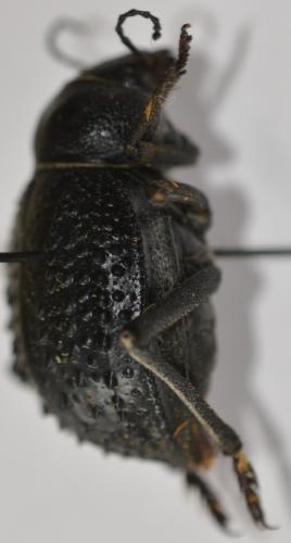 Pimelia sp.